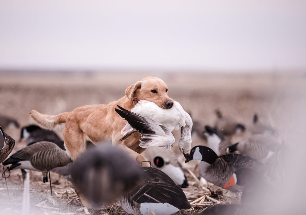 Gun dog retrieving a goose