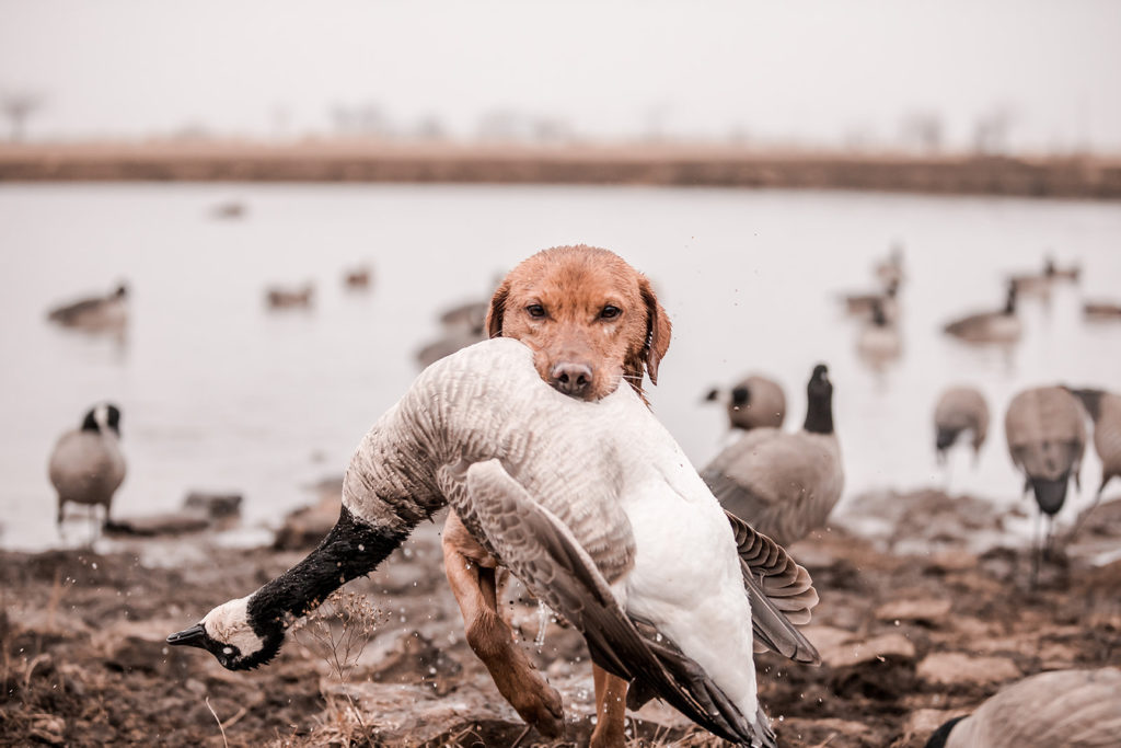 Gun dog carrying a goose in his mouth 