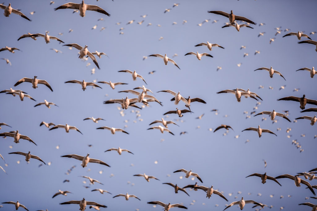 Bird flying through the sky in central Kansas during a waterfowl hunt