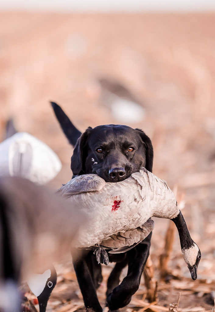 British black lab carrying a goose in his mouth after a epic kansas morning hunt 