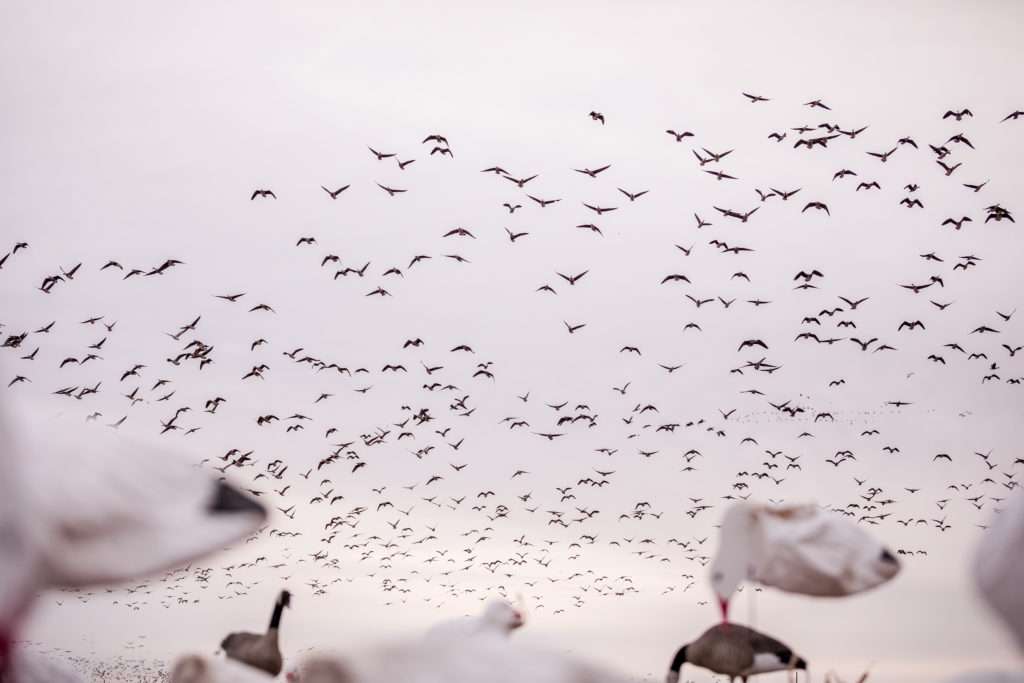 Geese flying in Kansas