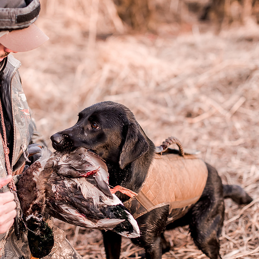 During a hunt in Kansas a hunter is getting a duck from his lab
