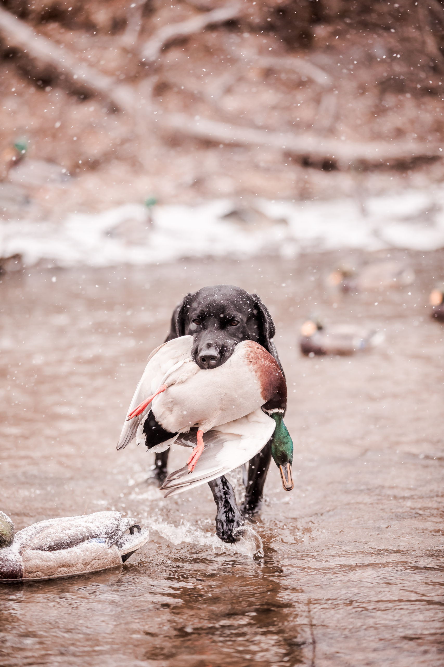 The Unexpected Twist In The Kansas Hunting Show Host'S Ban. - w2avvwq